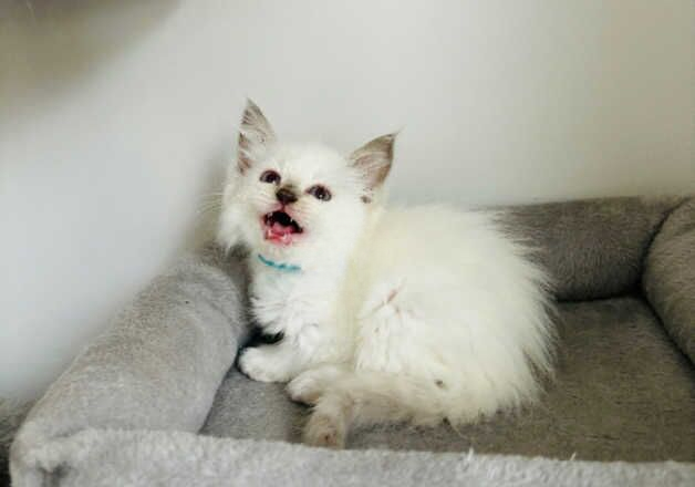 Beautiful ragdoll kittens for sale in Maidstone, Kent - Image 2