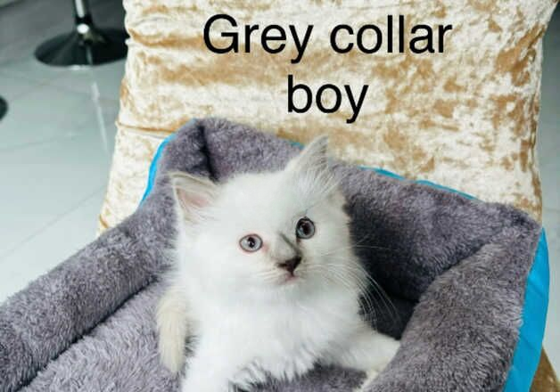 Beautiful ragdoll kittens for sale in Maidstone, Kent - Image 3