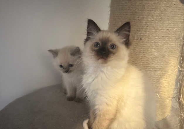 Beautiful Ragdoll kittens for sale in Thetford, Norfolk