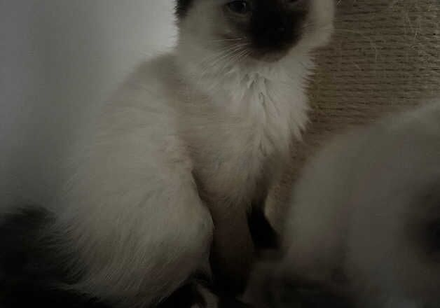 Beautiful Ragdoll kittens for sale in Thetford, Norfolk - Image 2