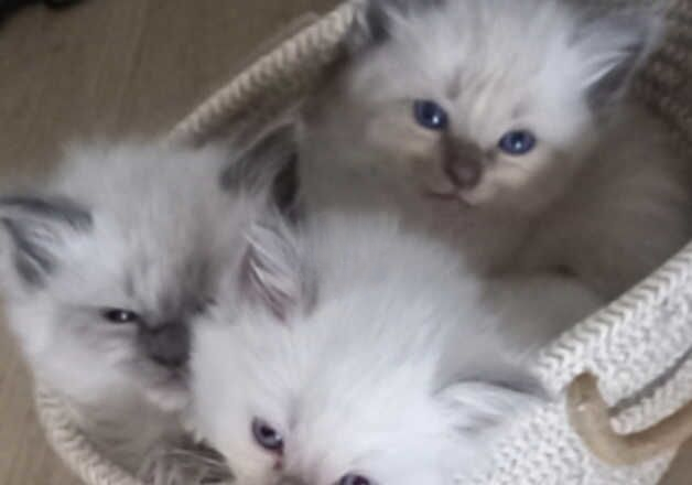 Beautiful Ragdoll Kittens for sale in Wolverhampton, West Midlands