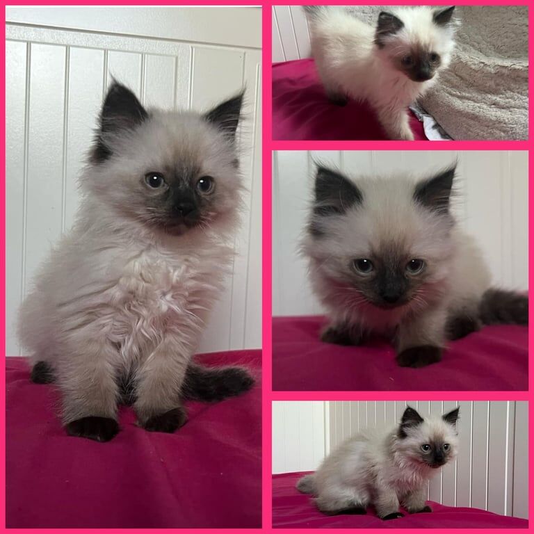 Beautiful Ragdoll kittens ready to go now for sale in Leith, City of Edinburgh