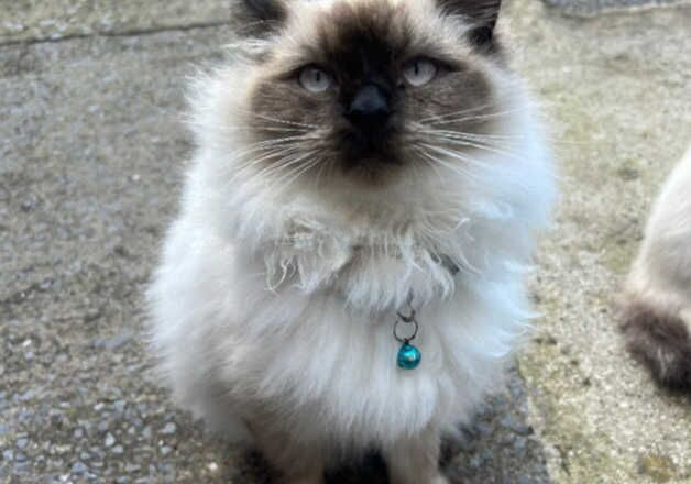 Beautiful Ragdolls looking for new 4 furever homes for sale in Aberdare/Aberdar, Rhondda Cynon Taf