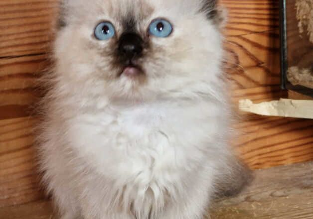 Beautiful Seal Point Tortie Ragdoll for sale in Seaford, East Sussex - Image 2