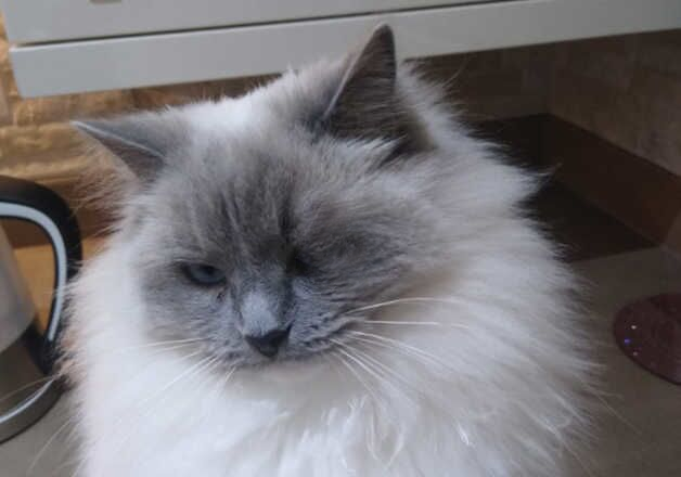 blue point ragdoll for sale in Sandy, Bedfordshire