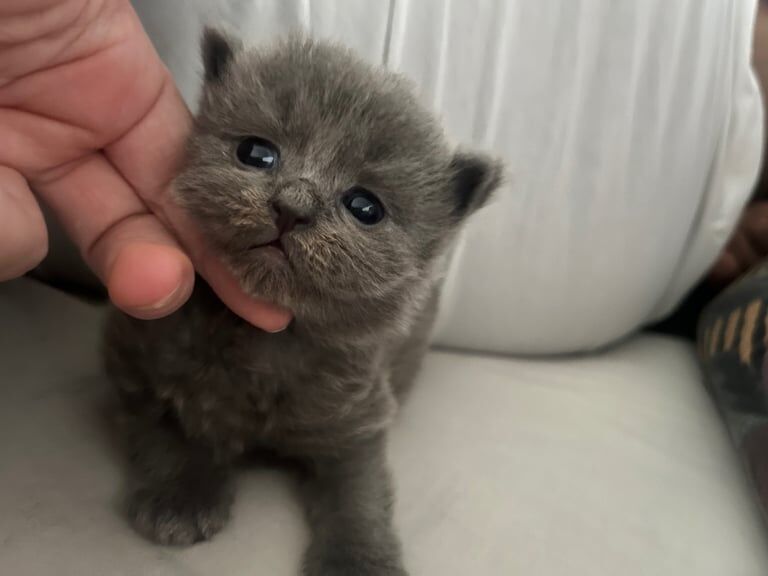 BSH Ragdoll kittens for sale in Newcastle upon Tyne, Tyne and Wear