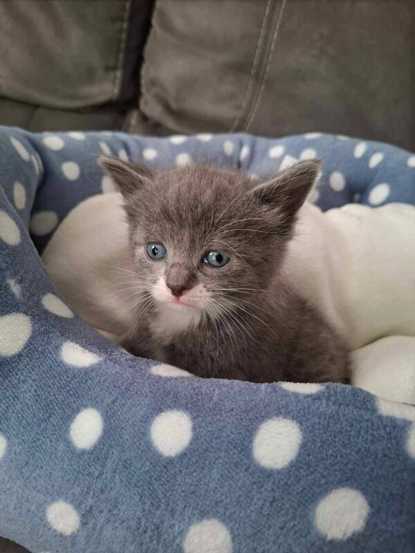 Cats Ragdoll for sale in Mansfield, Nottinghamshire