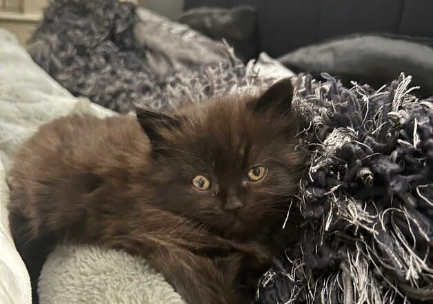 Chocolate brown ragdoll kittens for sale in Birmingham, West Midlands