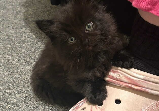 Chocolate brown ragdoll kittens for sale in Birmingham, West Midlands - Image 2