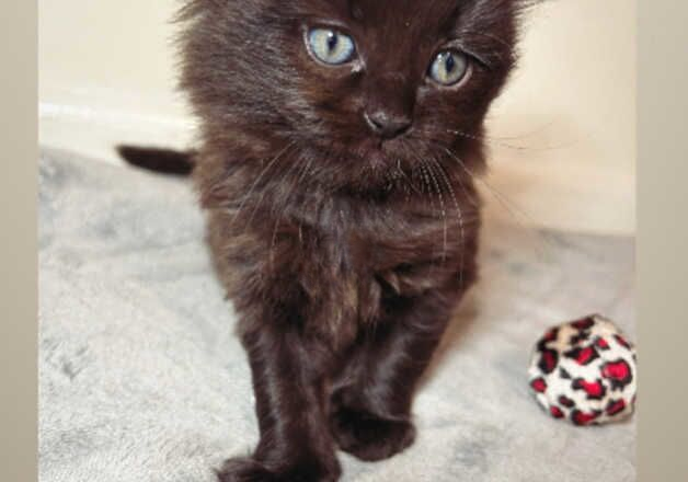 Chocolate brown ragdoll kittens for sale in Birmingham, West Midlands - Image 3