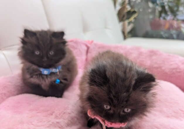 Cinnamon ragdoll kittens boy and girl. for sale in Aylesford, Kent