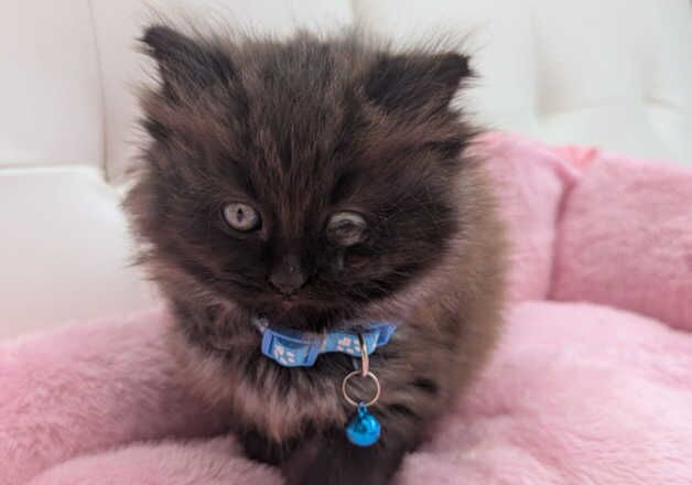 Cinnamon ragdoll kittens boy and girl. for sale in Aylesford, Kent - Image 3