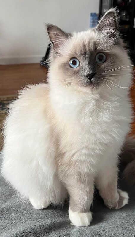 Female Blue point ragdoll for sale in Moseley, West Midlands