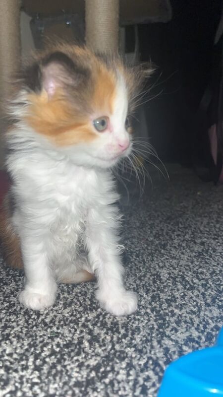 FEMALE CALICO RAGDOLL MIX KITTEN for sale in Clydebank, Dunbartonshire