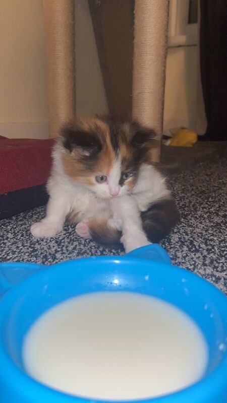 FEMALE CALICO RAGDOLL MIX KITTEN for sale in Clydebank, Dunbartonshire - Image 2