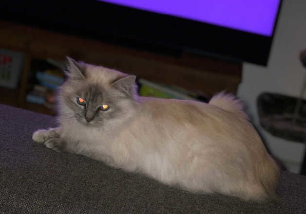 Female ragdoll. 4 years old for sale in Camborne, Cornwall