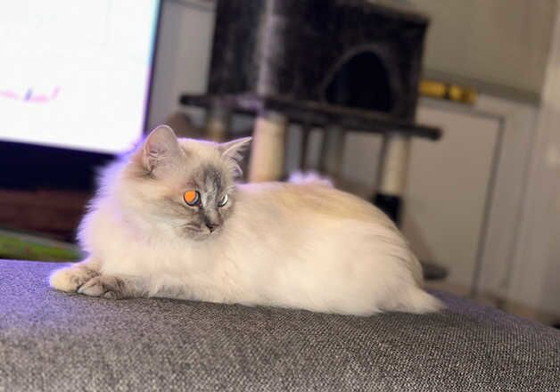 Female ragdoll. 4 years old for sale in Camborne, Cornwall - Image 2