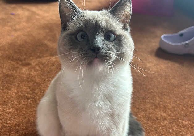 Female, Ragdoll/Brittish short hair 8 months for sale in Northampton, Northamptonshire