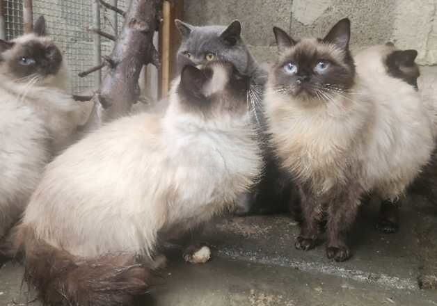 female ragdoll for sale in Keighley, West Yorkshire