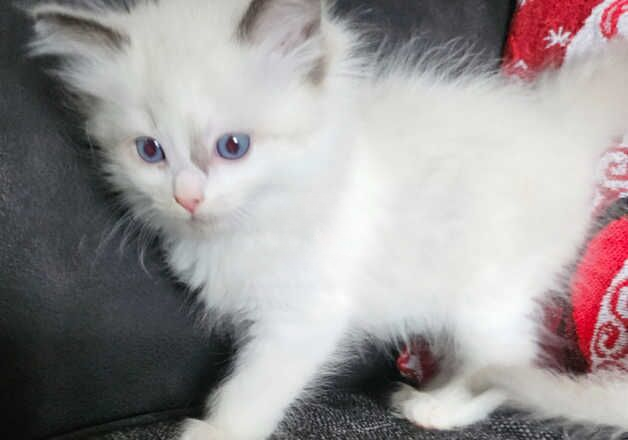 Female ragdoll for sale in Wisbech, Cambridgeshire