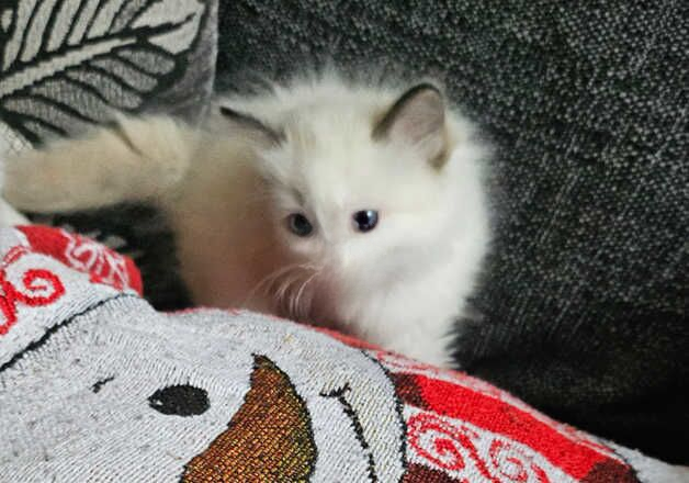 Female ragdoll for sale in Wisbech, Cambridgeshire - Image 3