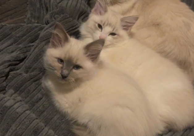 Female ragdoll kitten for sale in Aberdeen, Aberdeen City