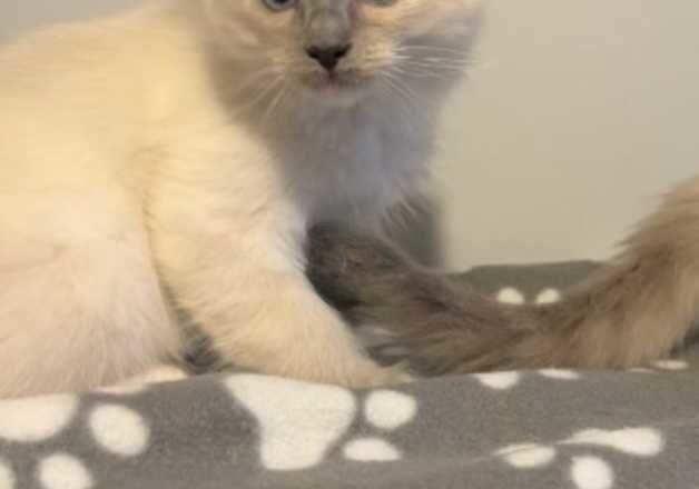 Female ragdoll kitten for sale in Aberdeen, Aberdeen City - Image 2