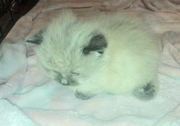 Female ragdoll x kitten for sale in Haywards Heath, West Sussex