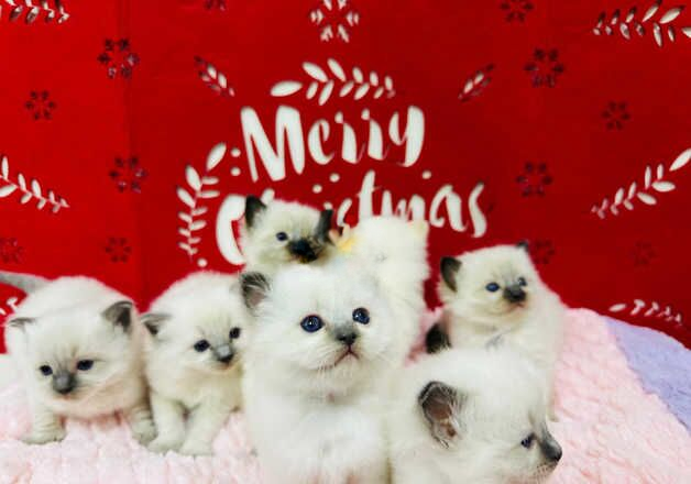 Full pedigree registered ragdoll kittens for sale in Solihull, West Midlands