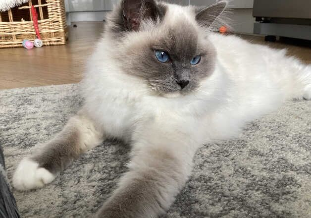 GCCF Active girl Blue Mitted for sale in Grimsby, Lincolnshire