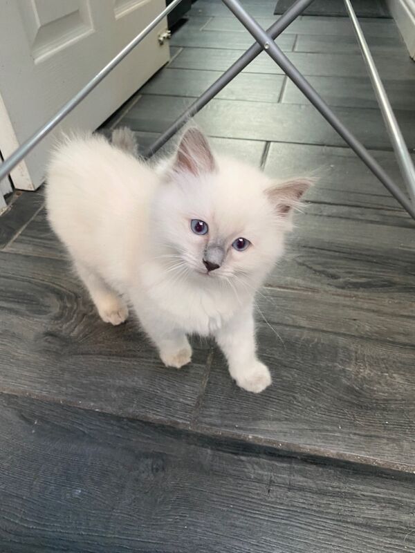 Gccf lilac ragdoll boy ready Wednesday for sale in Bridlington, East Riding of Yorkshire