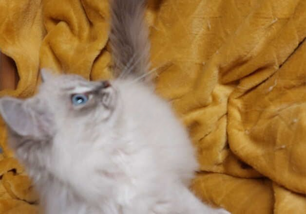 GCCF Reg Female European Ragdoll kitten for sale in Sandy, Bedfordshire - Image 2