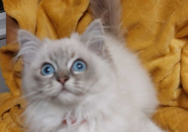 GCCF Reg Female European Ragdoll kitten for sale in Sandy, Bedfordshire - Image 3