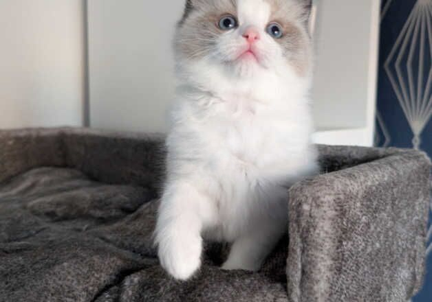 GCCF Registered Ragdoll Kittens for sale in Manchester, Greater Manchester - Image 2