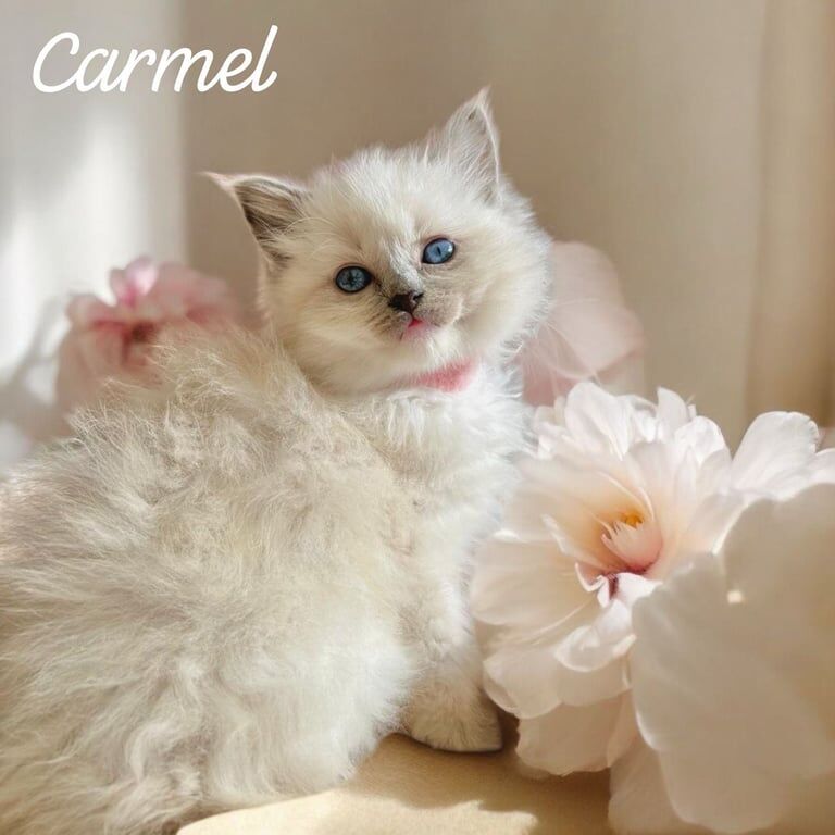 Gorgeous Fluffy Ragdoll Bi Colour Kittens for sale in Purley, Greater London - Image 2