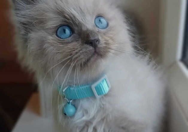 GORGEOUS RAGDOLL BOYS FOR SALE in Glasgow, Glasgow City