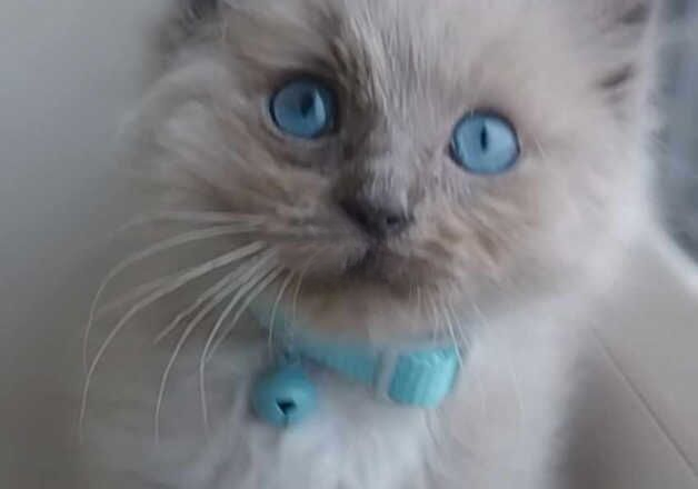 GORGEOUS RAGDOLL BOYS FOR SALE in Glasgow, Glasgow City - Image 2