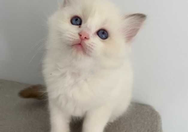 Gorgeous Ragdoll Kittens for sale in Canterbury, Kent