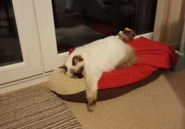 Isabelle. Ragdoll kitten for sale in Scarborough, North Yorkshire