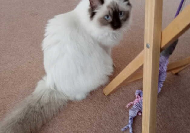 Isabelle. Ragdoll kitten for sale in Scarborough, North Yorkshire - Image 2