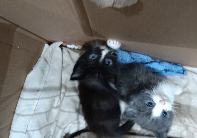 Kittens rag doll for sale in Hounslow, Hounslow, Greater London