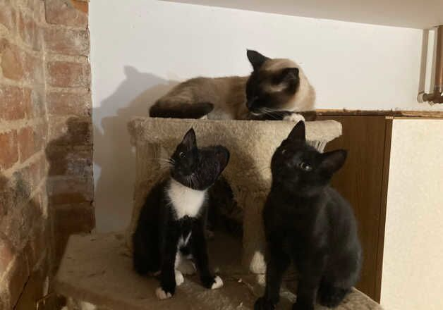 Kittens - ready to leave now for sale in Boston, Lincolnshire - Image 2