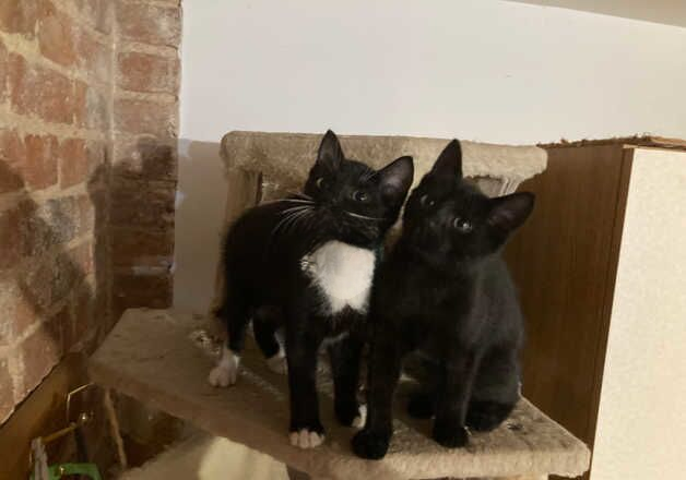 Kittens - ready to leave now for sale in Boston, Lincolnshire - Image 3