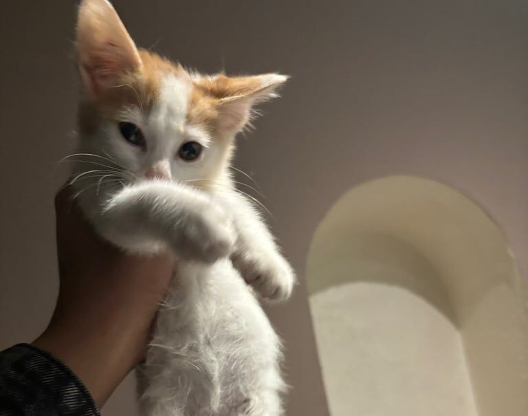 (Last 1 left) FLUFFY RAGDOLL x White Calico kittens for sale in Stoke-on-Trent, Staffordshire