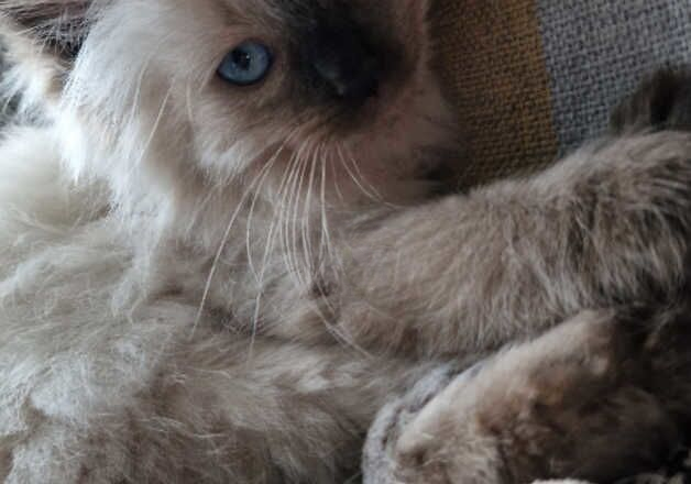 Last Ragdoll ready to leave for sale in Glasgow, Glasgow City - Image 3