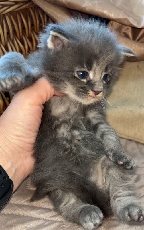 Maine coon kitten for sale in Cambridge, Cambridgeshire - Image 1