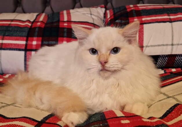 Male cream ragdoll for sale in Corby, Northamptonshire