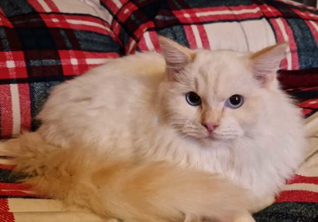 Male cream ragdoll for sale in Corby, Northamptonshire - Image 2