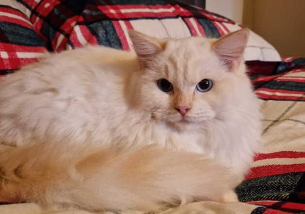 Male cream ragdoll for sale in Corby, Northamptonshire - Image 3