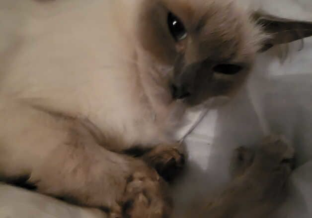 Meg ragdoll cat for sale in Peterborough, Cambridgeshire